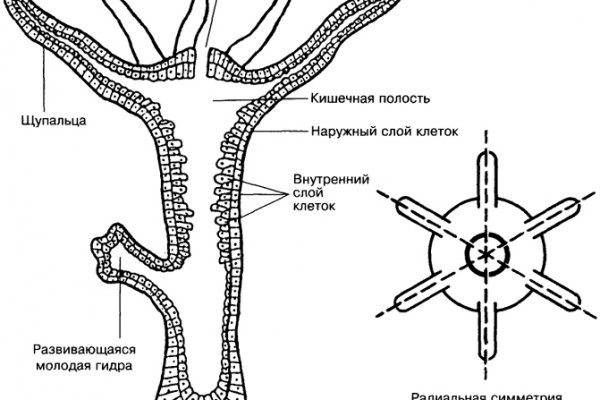 Ссылки зеркала на kraken