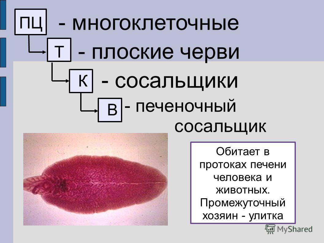 Пользователь не найден кракен что делать