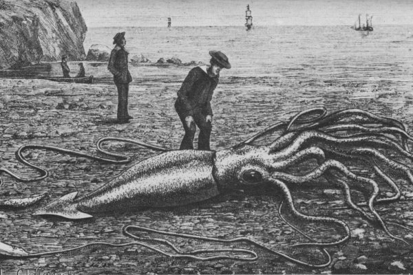 Kraken 25 at