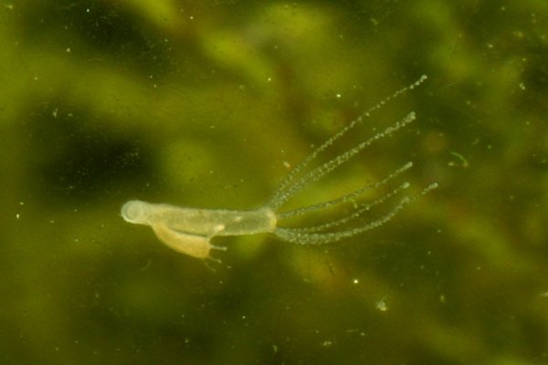 Кракен маркетплейс kraken clear com
